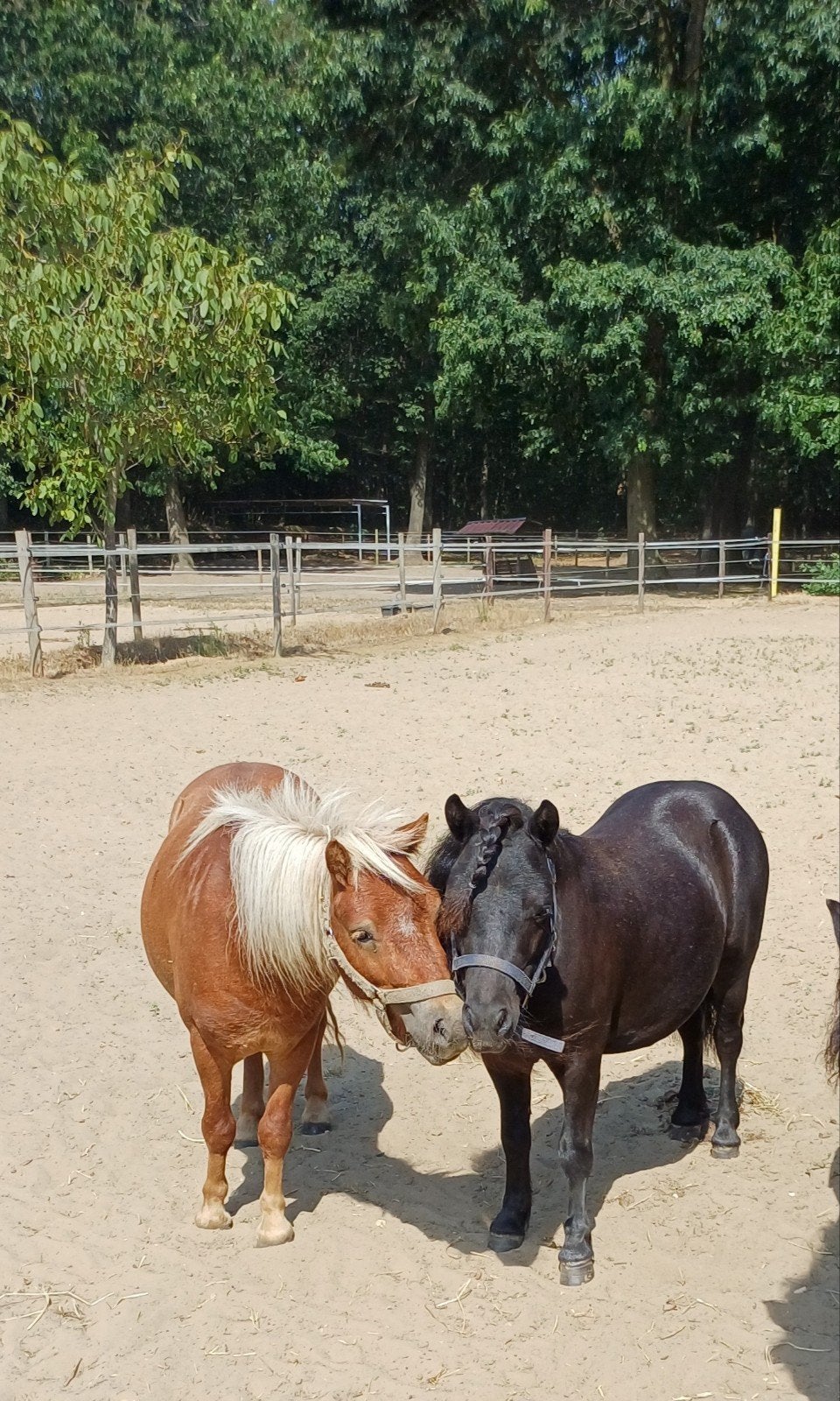 Foto 10 van 2 brave shetlander ruintjes! 🩵🩵 2 jaar oud