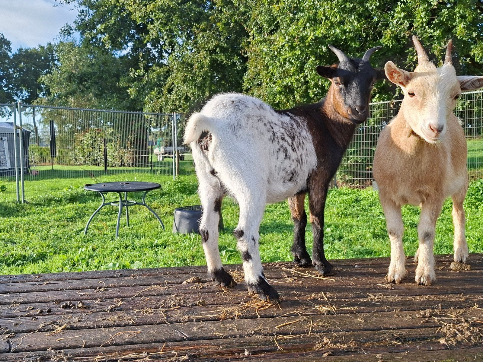 Te koop 2 jonge dwerggeiten, Dieren en Toebehoren, Vrouwelijk, Geit
