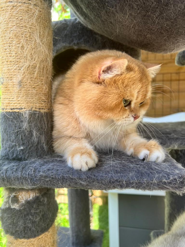 Brits korthaar dekkater ( niet te koop), Dieren en Toebehoren, Katten en Kittens | Dekkaters