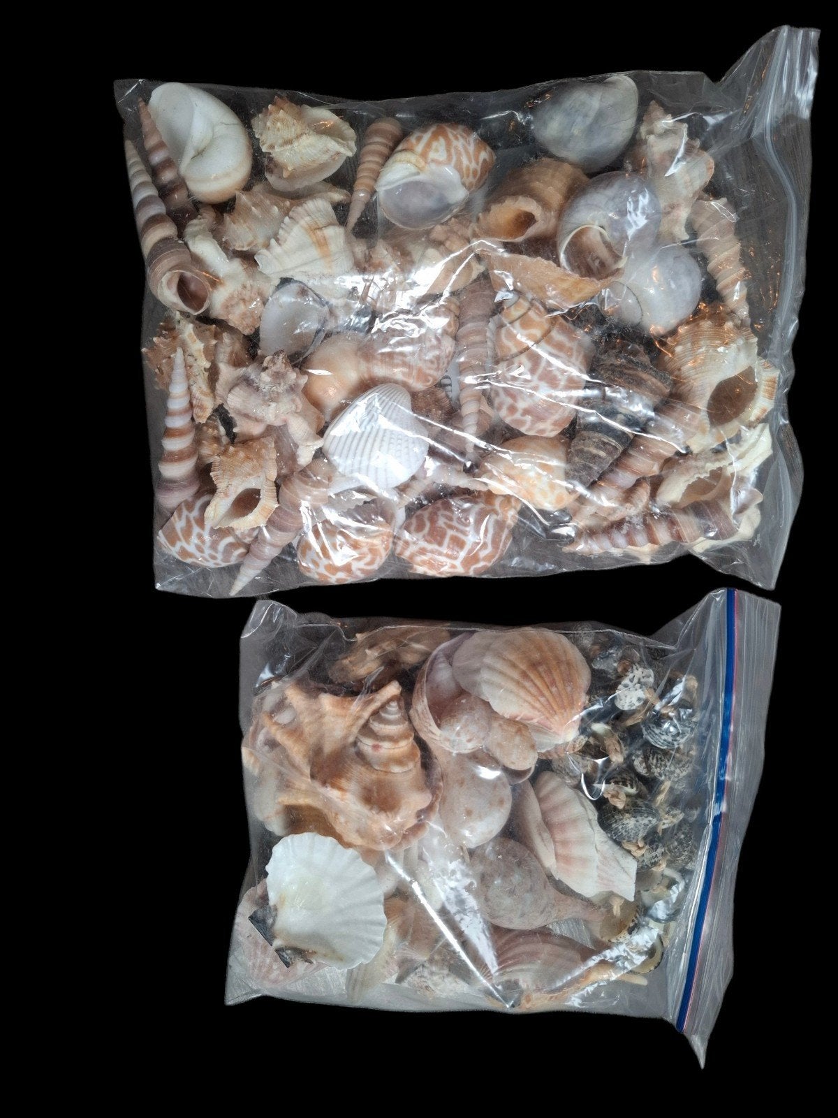 2 zakken decoratie schelpen nieuw, Ophalen, Nieuw, Meerkleurig, Natuurlijk materiaal