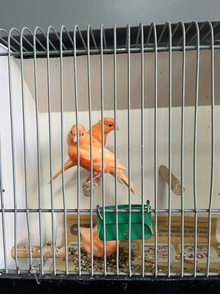 Drie jongen Kanaries Rode kleur, Dieren en Toebehoren, Vogels | Kanaries, Meerdere dieren, Kleurkanarie
