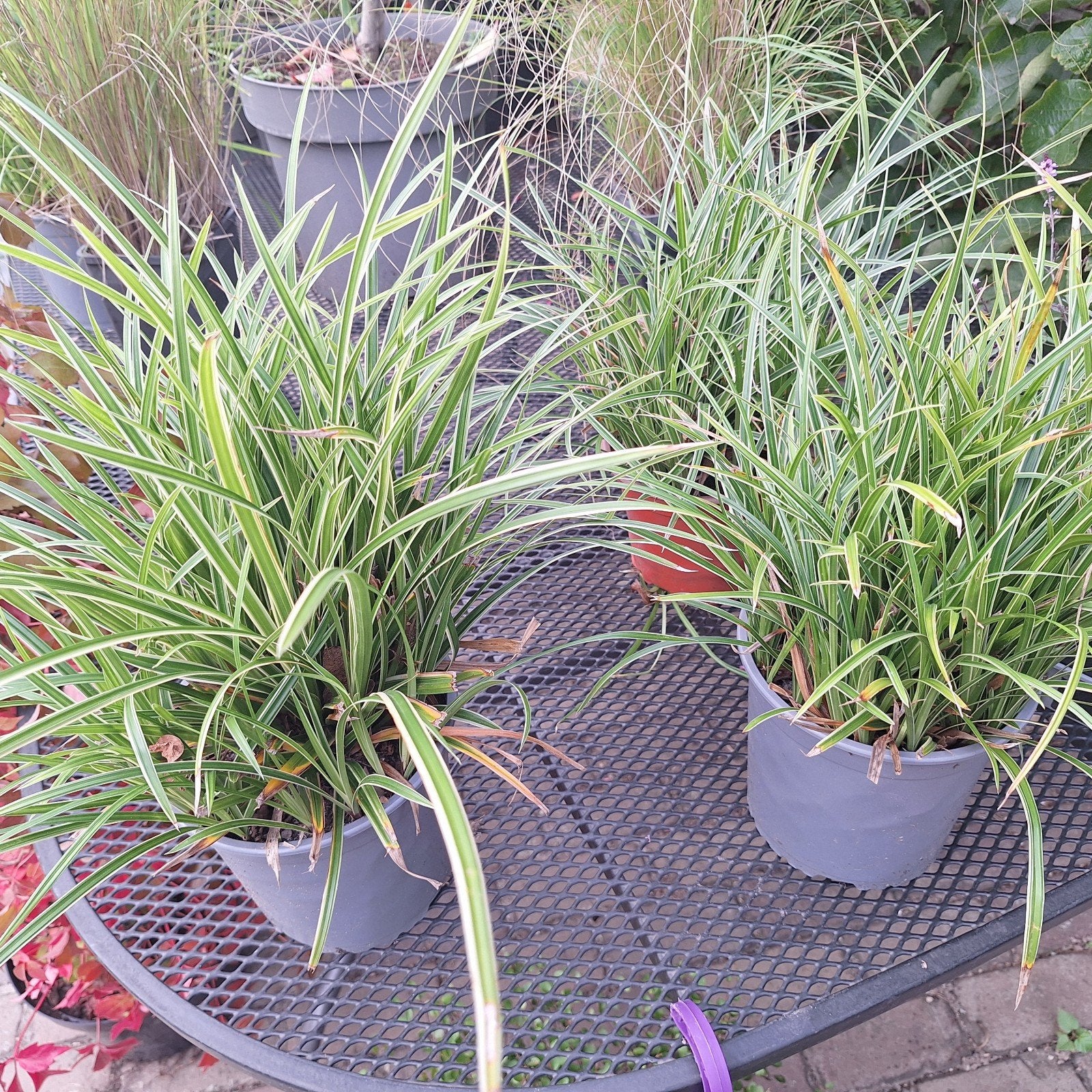 Zegge (Carex Morrowii Variegata) - Siergras, Ophalen, Vaste plant, Siergrassen, Halfschaduw