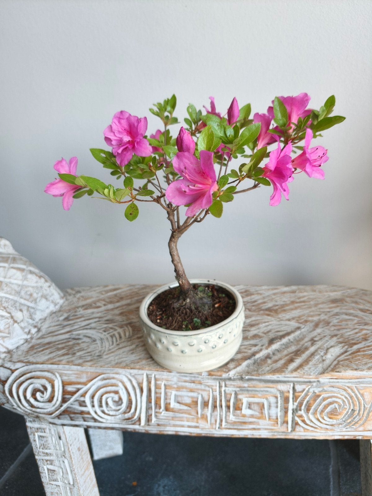 Azalea Bonsai, Bloeit niet, Halfschaduw, Minder dan 100 cm, Overige soorten