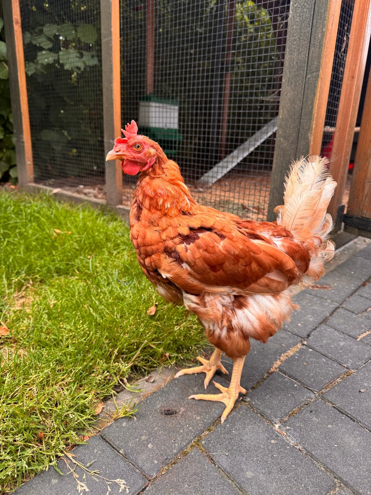 Kip gratis, Dieren en Toebehoren, Pluimvee, Vrouwelijk, Kip