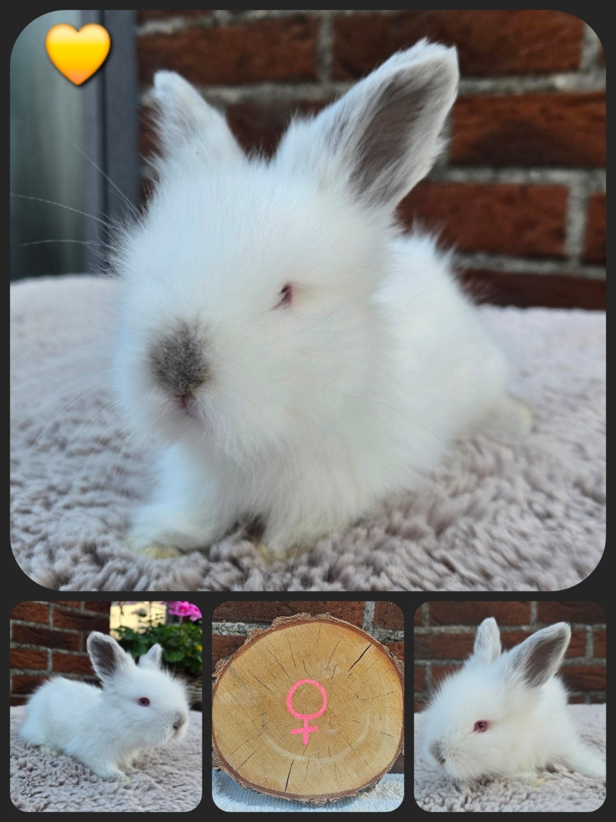 Engelse Angora, Meerdere dieren, Groot
