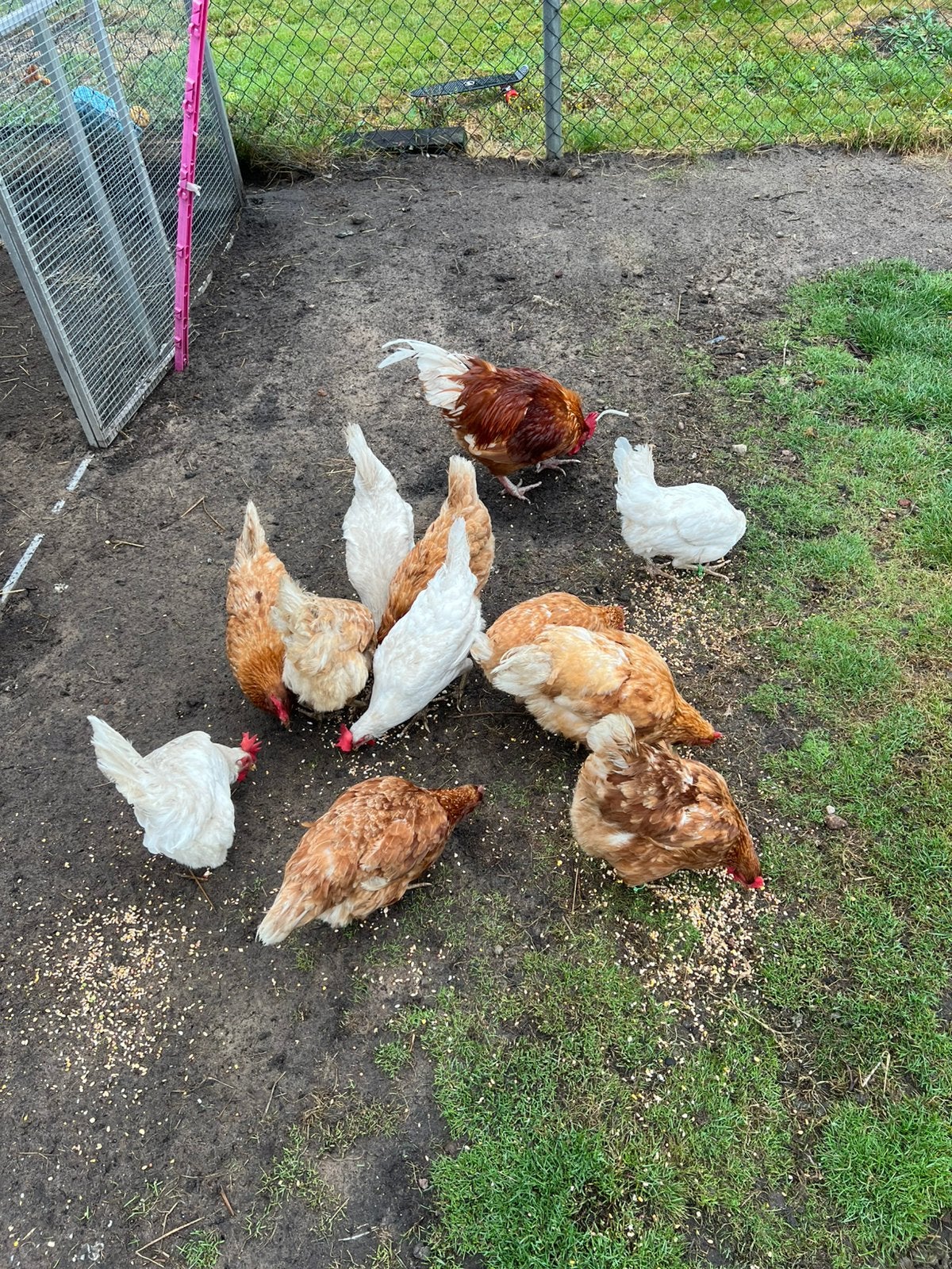 Bruine Legkippen, Dieren en Toebehoren, Pluimvee, Vrouwelijk, Kip