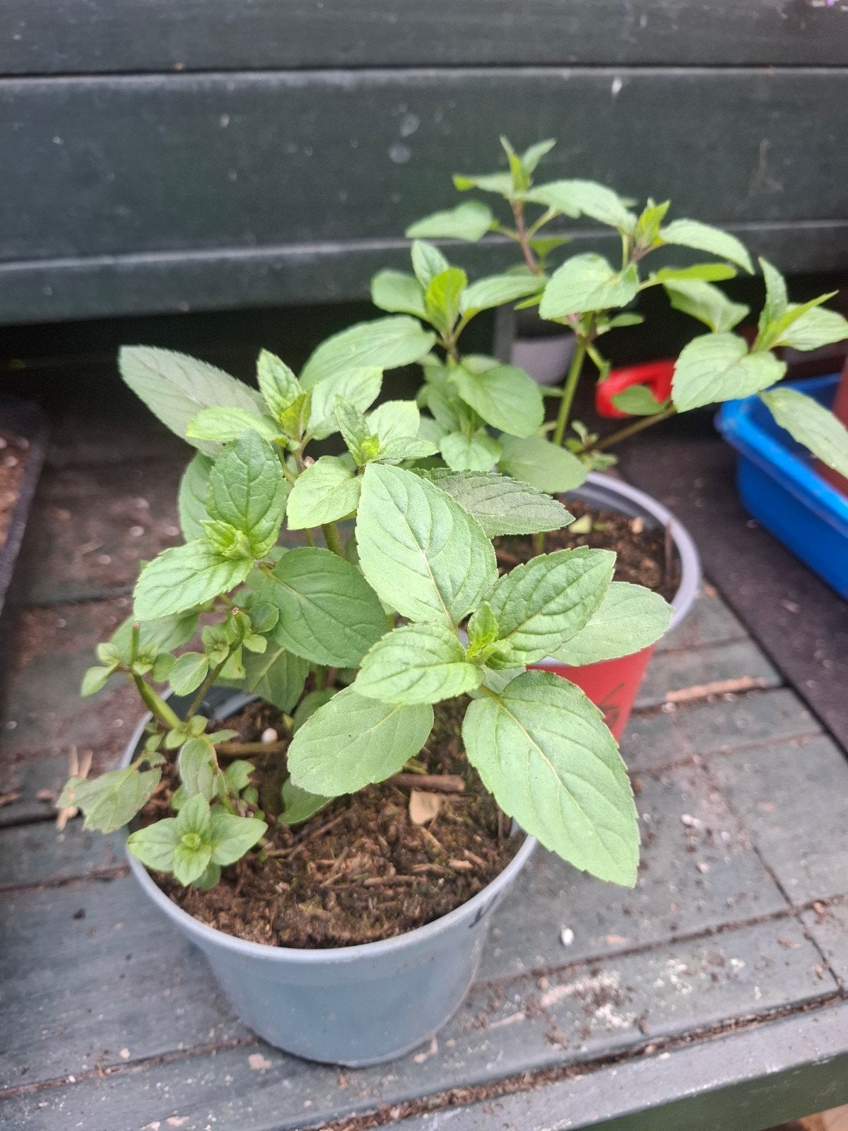 Chocolade Munt - Mentha piperita 'Chocolate', Ophalen, Vaste plant, Halfschaduw, Kruiden