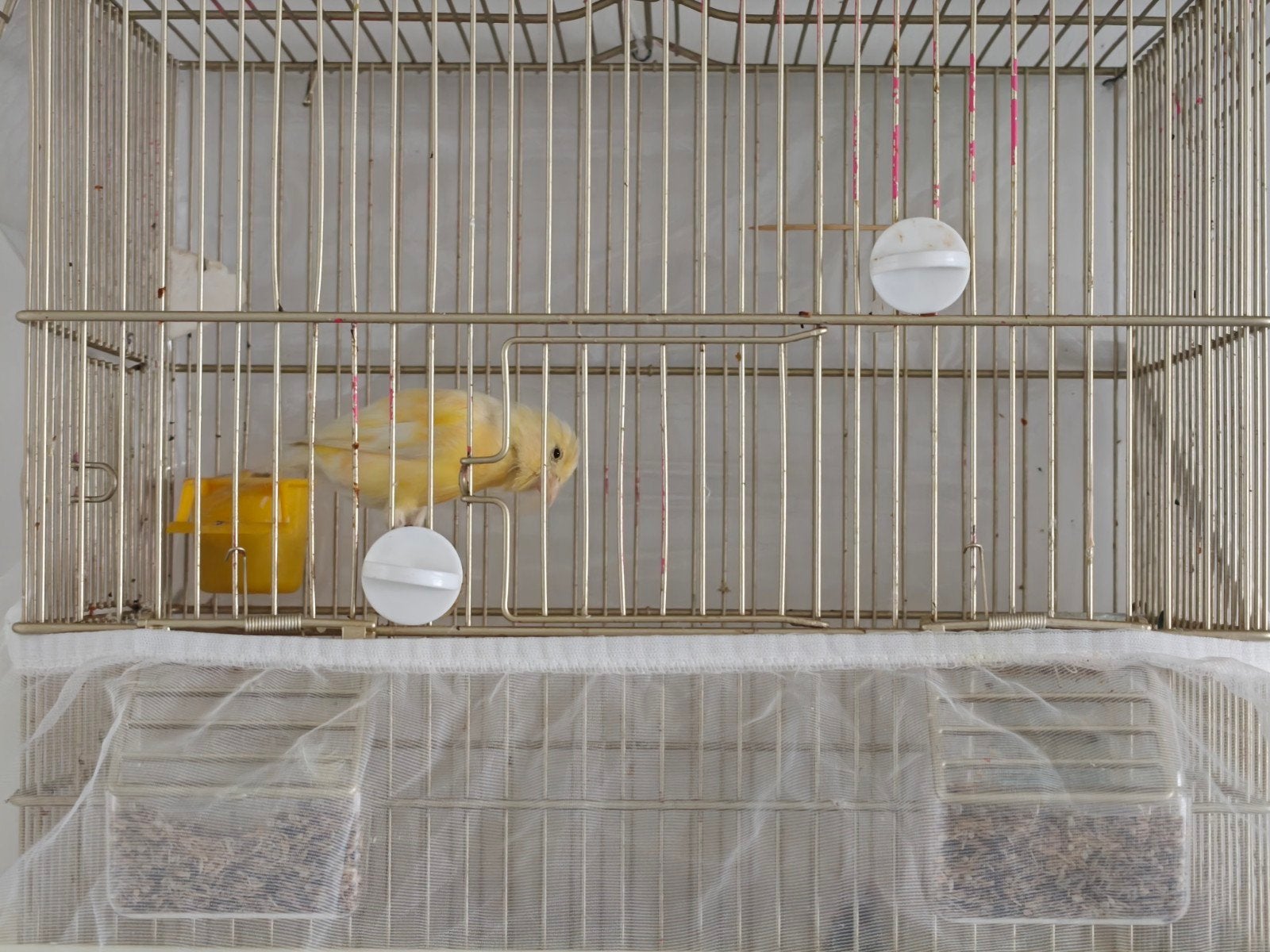 Pop Waterslager een pop parva putter, Vrouwelijk, Wildzangvogel