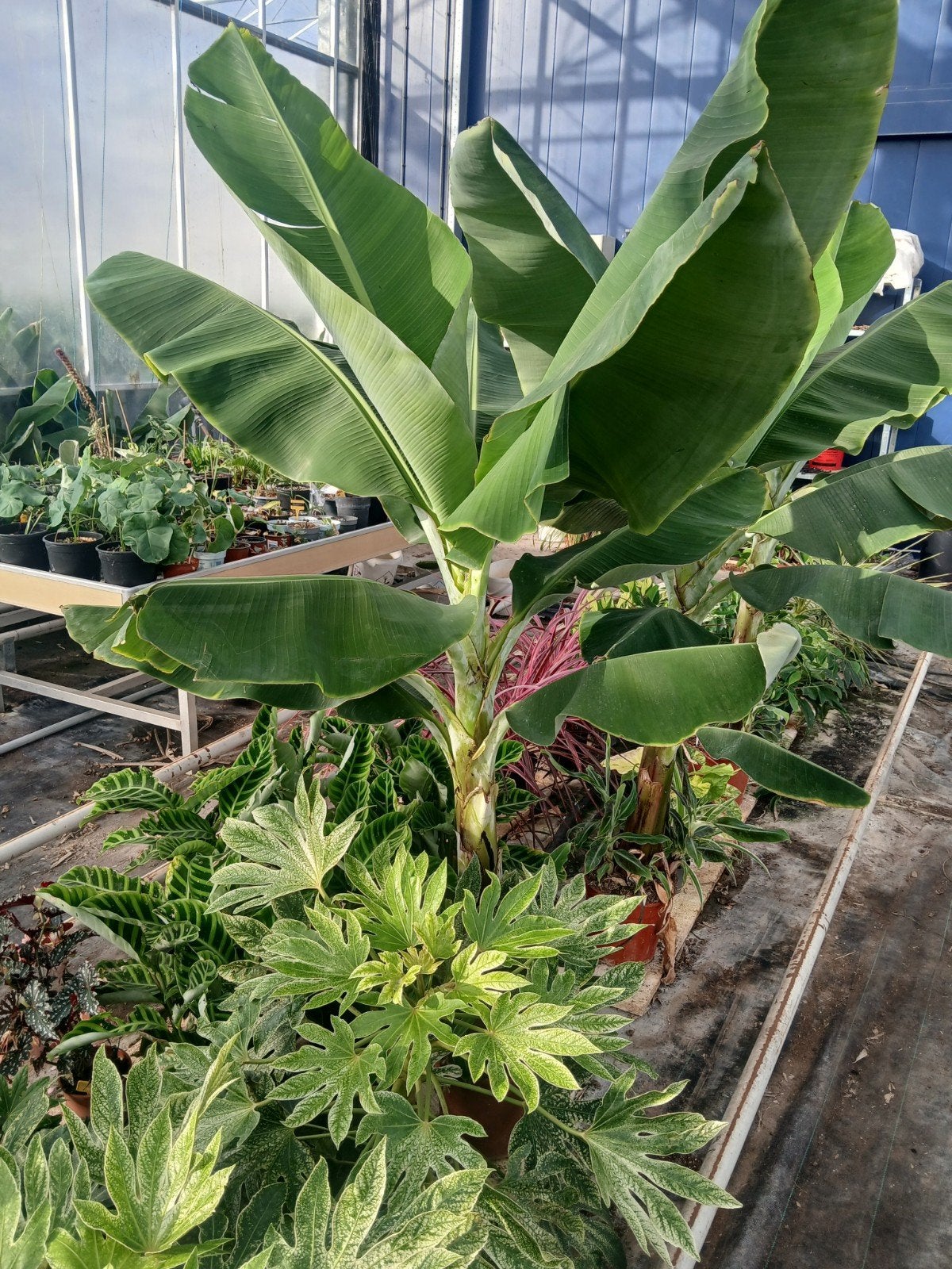 Musa cavendish bananenplant, Ophalen, Overige soorten, Volle zon