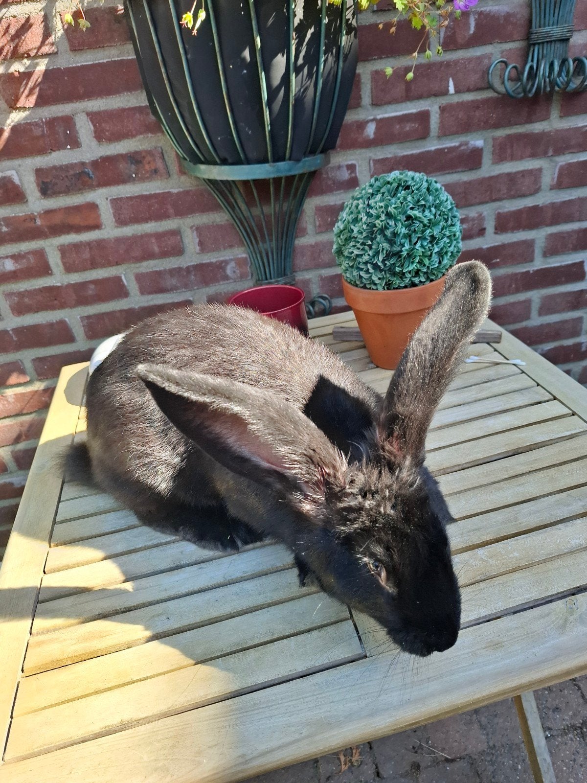 vlaamsereus, Vrouwelijk