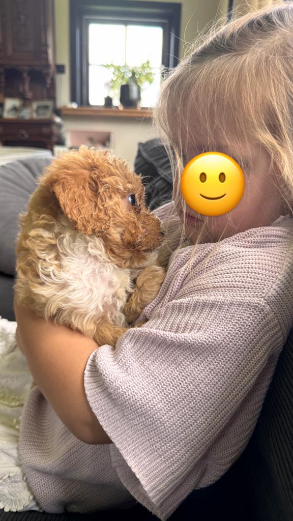Labradoodle pups mini, Dieren en Toebehoren, 8 tot 15 weken, Meerdere, Meerdere dieren, Klein