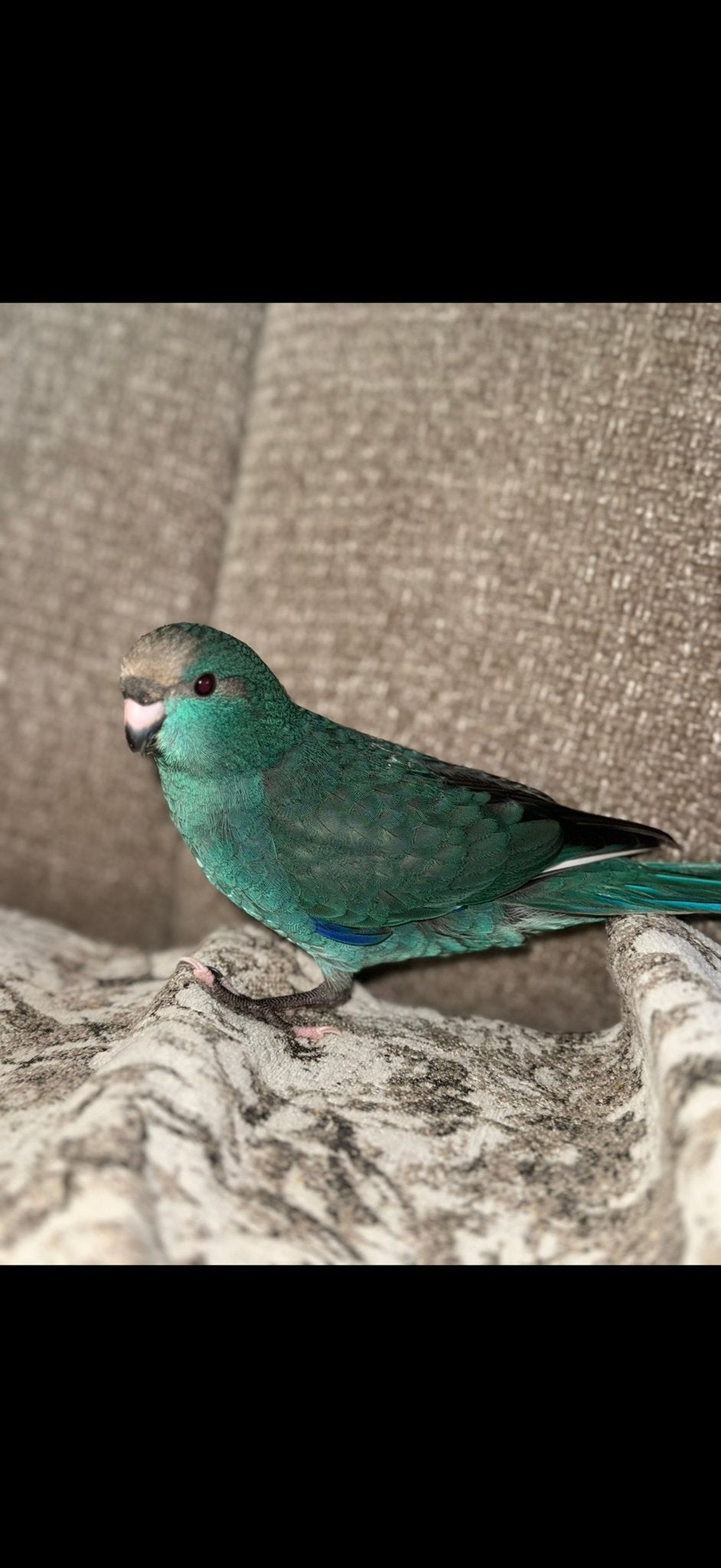 Mijn Kakariki is vermist, Mannelijk