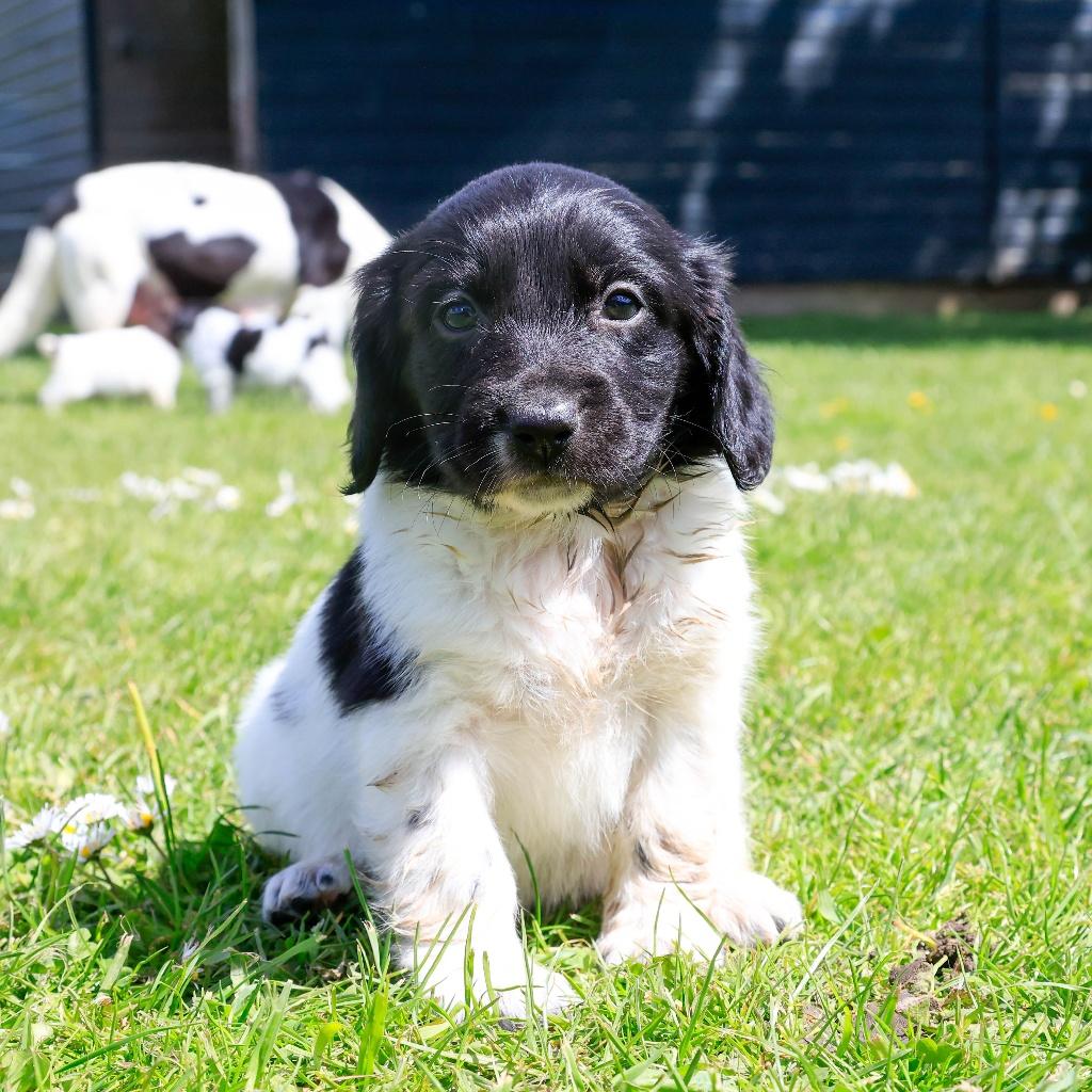🐾 stabij labrador kruising, nog 3 pups beschikbaar, Parvo, Nederland, 8 tot 15 weken, Meerdere