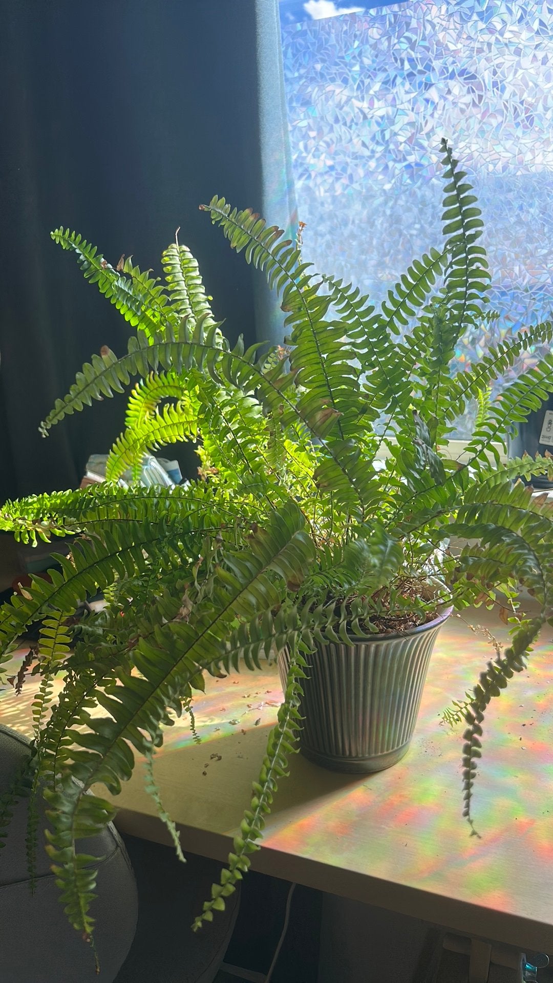 Boston fern, Ophalen, Halfschaduw, Minder dan 100 cm