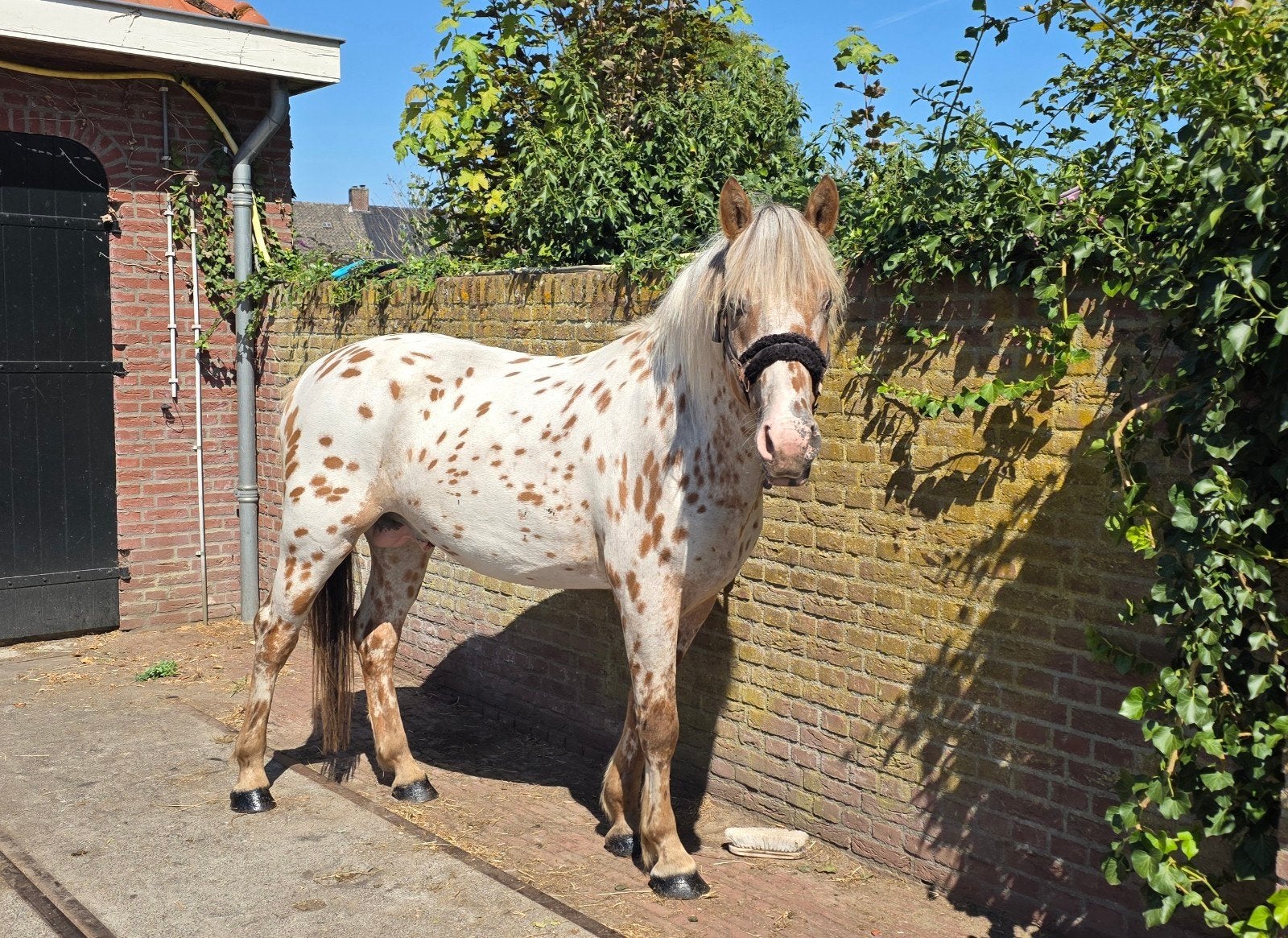 Knappe 3-jarige Appaloosa D/E-pony, E pony (1.48m - 1.57m), Hengst, 3 tot 6 jaar, Gechipt