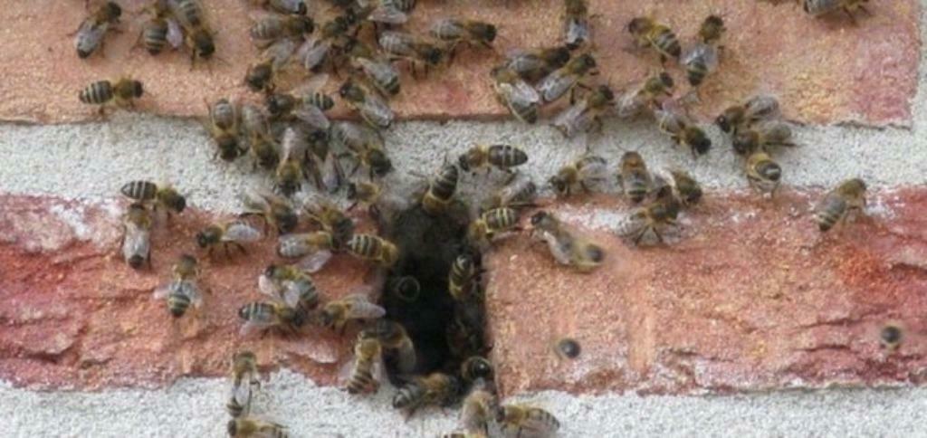BIJENBEKJES DE ORIGINELE BIJ BOUWCHEAP, Ophalen of Verzenden, Nieuw, Overige typen, Rvs