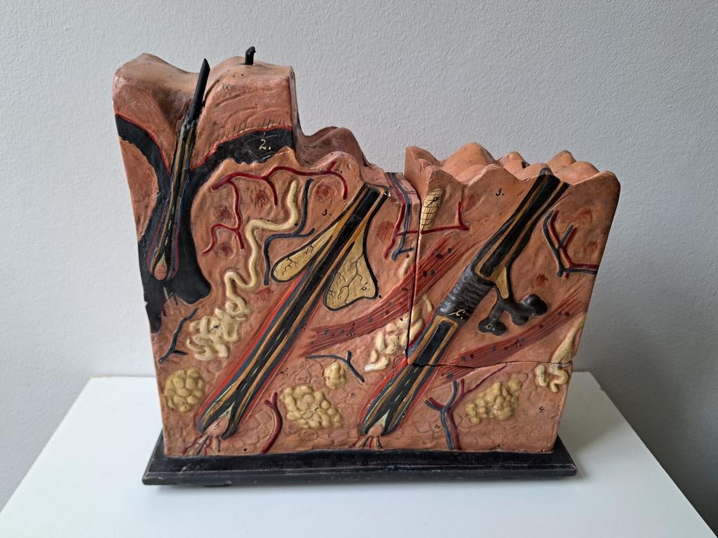 Anatomisch model huid mens, Antiek en Kunst, Ophalen of Verzenden