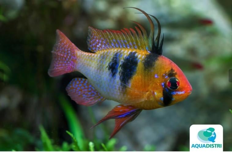 MIKROGEOPHAGUS RAMIREZI, Dieren en Toebehoren, Vissen | Aquariumvissen, Vis, Zoetwatervis