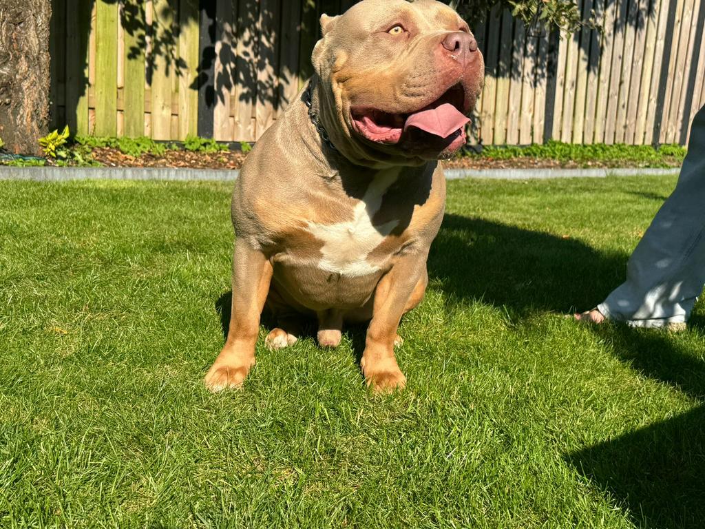 American bully XL dek reu  lilac tri color, Dieren en Toebehoren, Honden | Dekreuen, Reu, Eén hond, 3 tot 5 jaar, Nederland