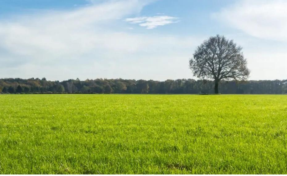 Gezocht grasland / weiland Meppel, Dieren en Toebehoren, Stalling en Weidegang