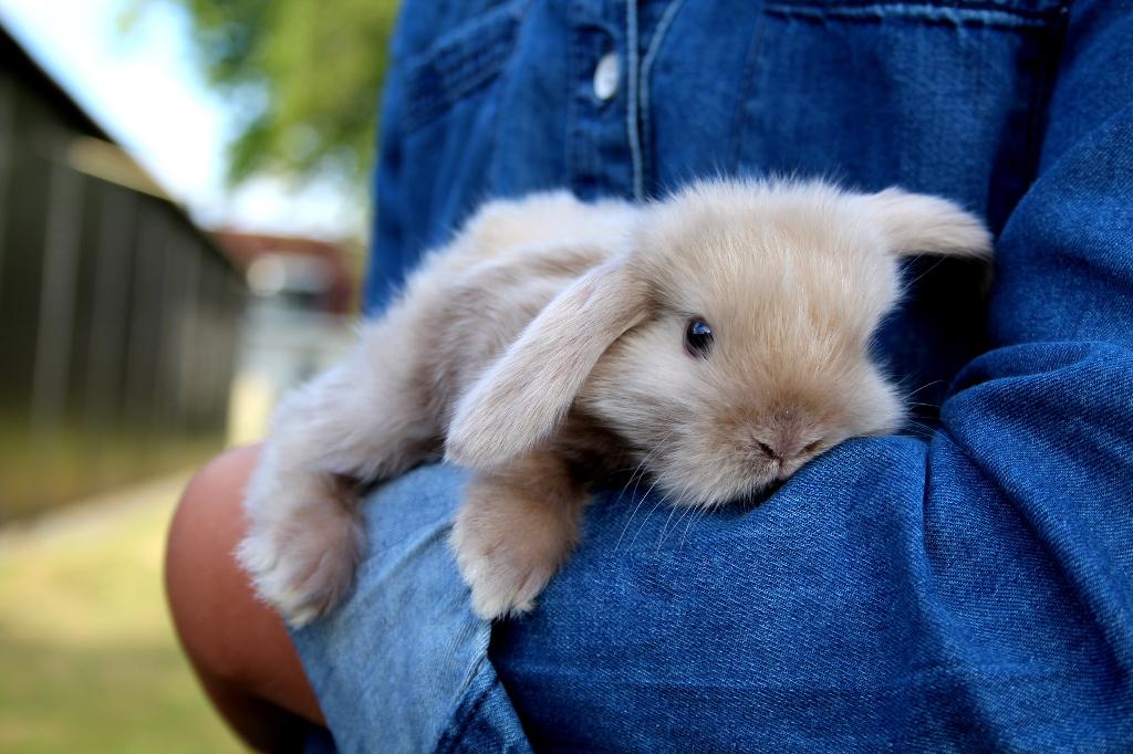 Gecastreerde Franse Hangoren en Minilops/NHD's -BramsRabbits