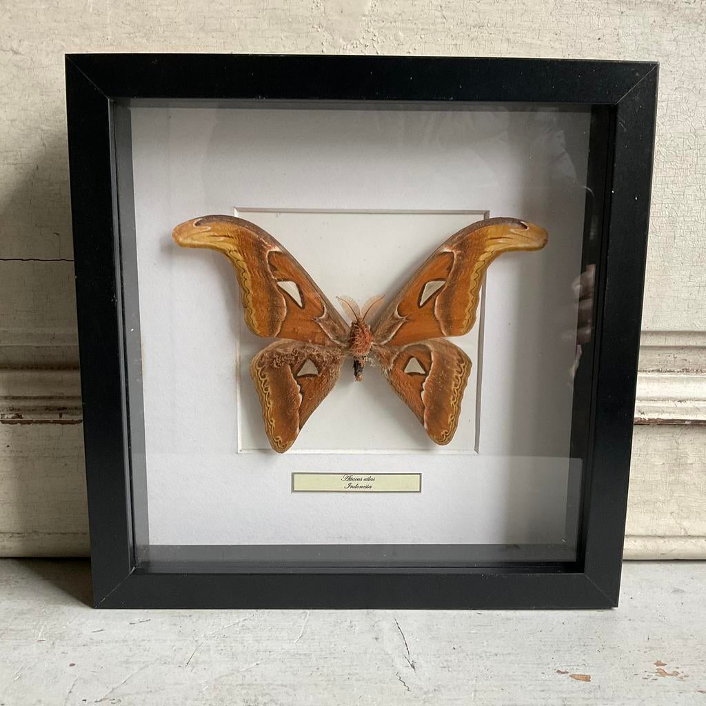 vlinder Attacus atlas *tres jolie Duiven*, Verzenden, Gebruikt