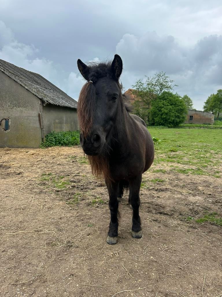 Stamboek shetlander merrie, Merrie