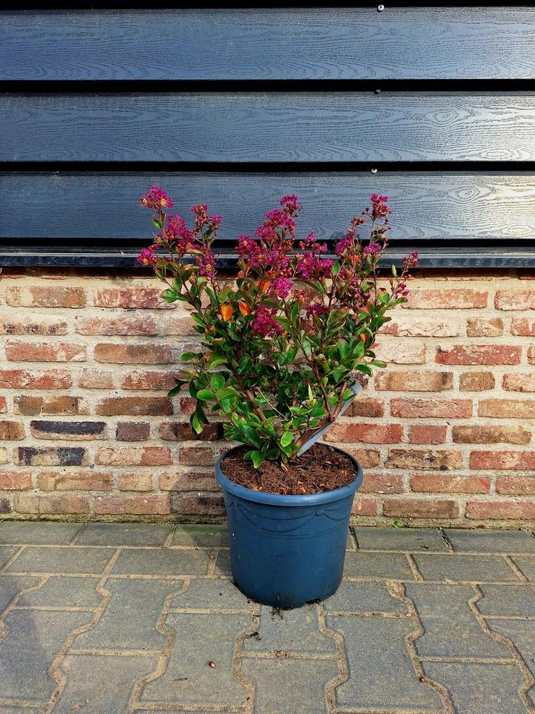 Lagerstroemia i. ‘Purple Star’ 🍀🌺, Ophalen, Laurier