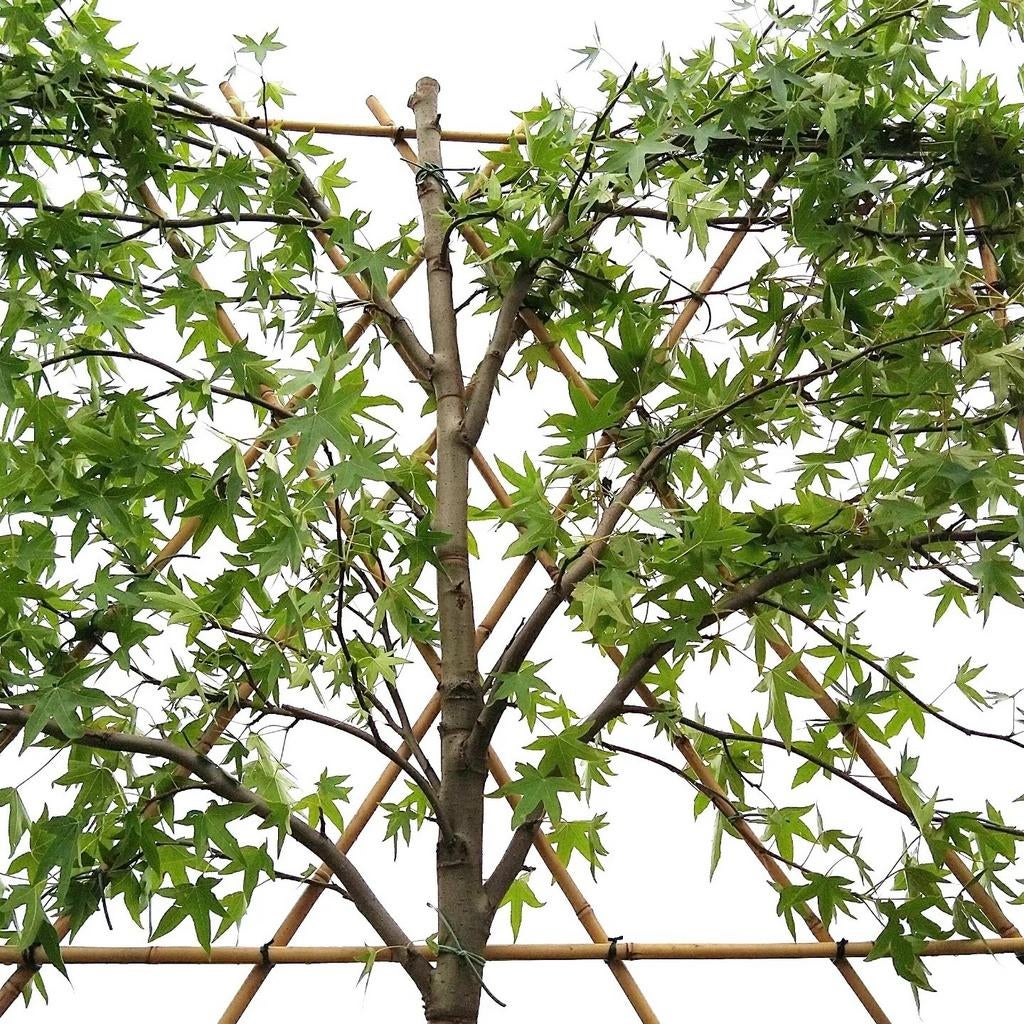 Liquidambar worplesdon| Leiamberboom | Amberboom leiboom, Ophalen of Verzenden, Zomer, Leiboom