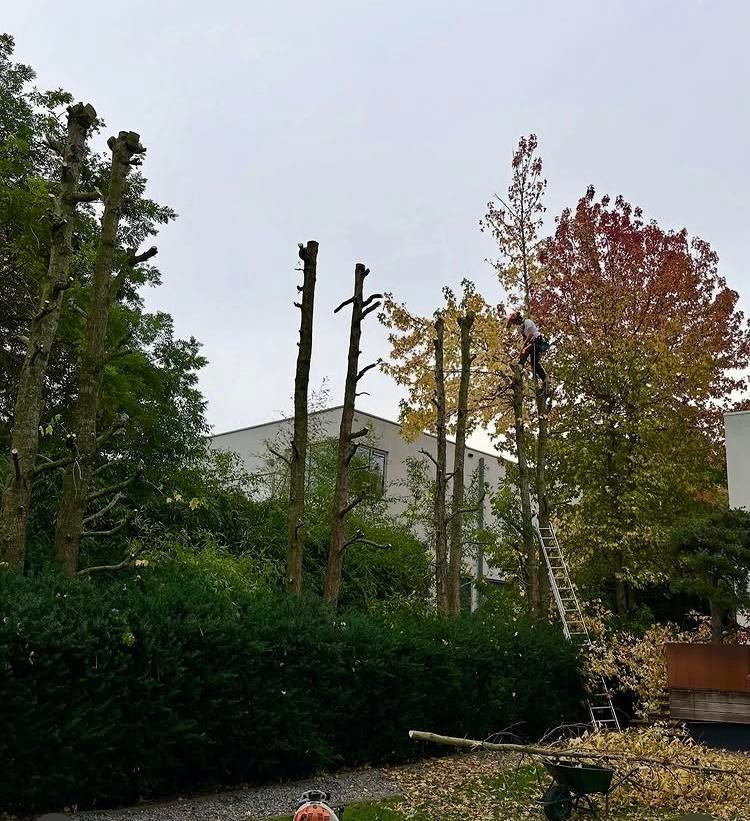 Boomverzorging/ bomen kappen/ boomkap/ bomen snoeien/rooien, Ophalen, Volle zon, Overige soorten