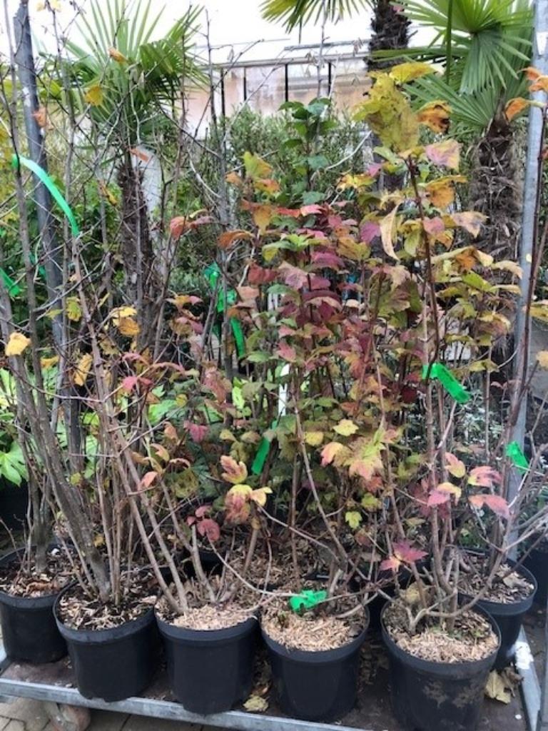 Nieuw!! Veel soorten heesters en kleine bomen!! Nu planten!!, Ophalen, Overige soorten, Struik, 100 tot 250 cm