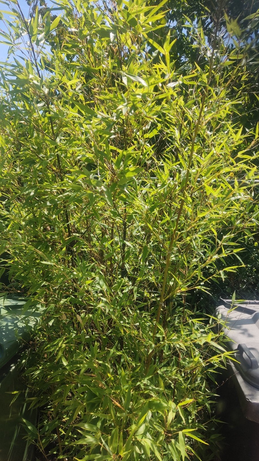 Bamboe, bijna gratis. Phyllostachys A., Ophalen, Volle zon, Vaste plant, Siergrassen