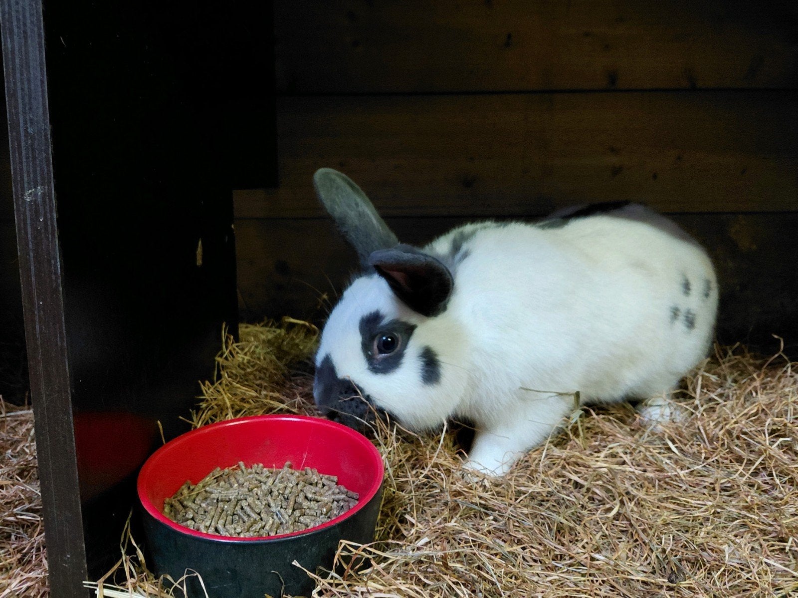 Zware lotharinger rammen te koop, Mannelijk, Middelgroot, 0 tot 2 jaar
