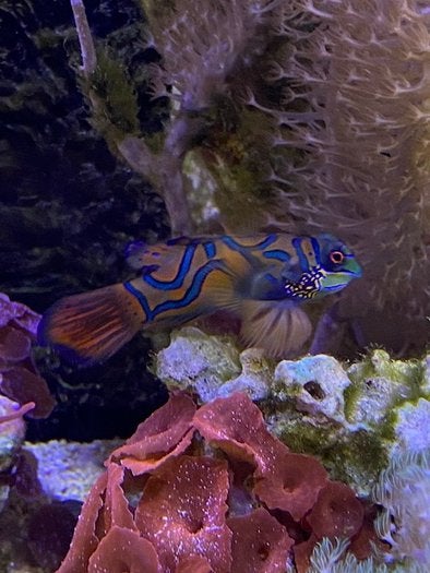 Blauwe mandarijn pitvis, Dieren en Toebehoren, Vis