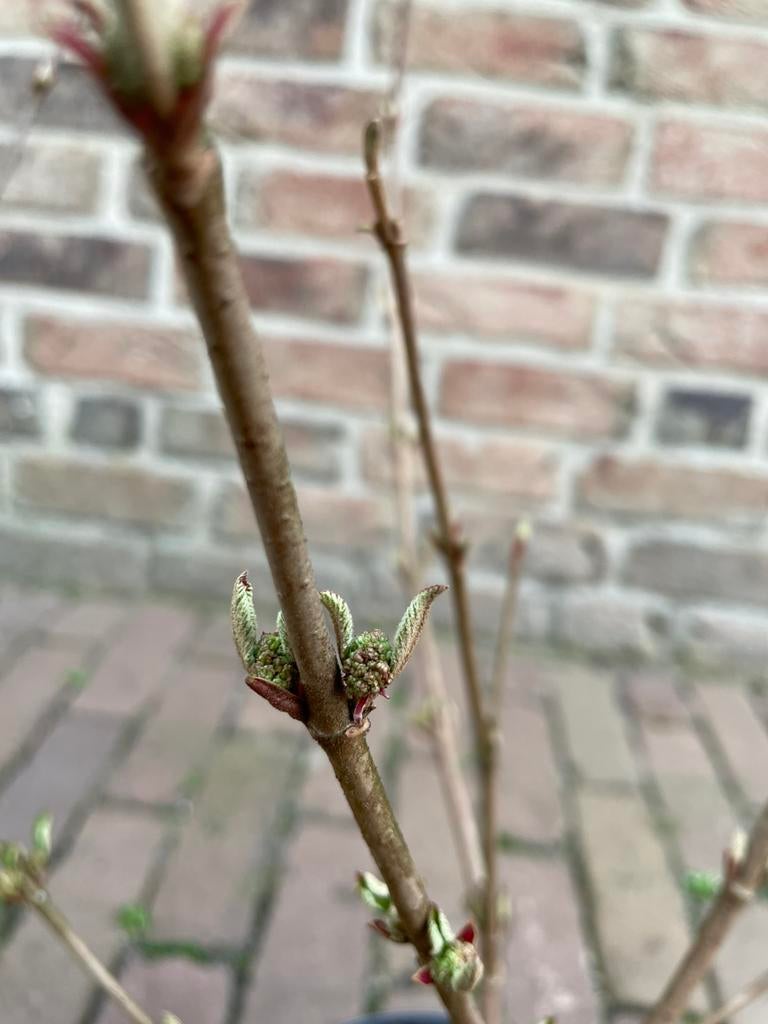Japanse sneeuwbal (diverse soorten), Volle zon, Vaste plant, Lente, Ophalen