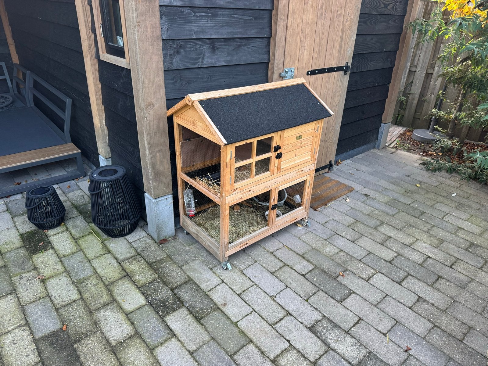 Hollandse dwerg hangoor Ram inc. Hok, speeltjes, ren, etc., Dieren en Toebehoren, Ophalen, 60 tot 90 cm, Nieuw, Konijn