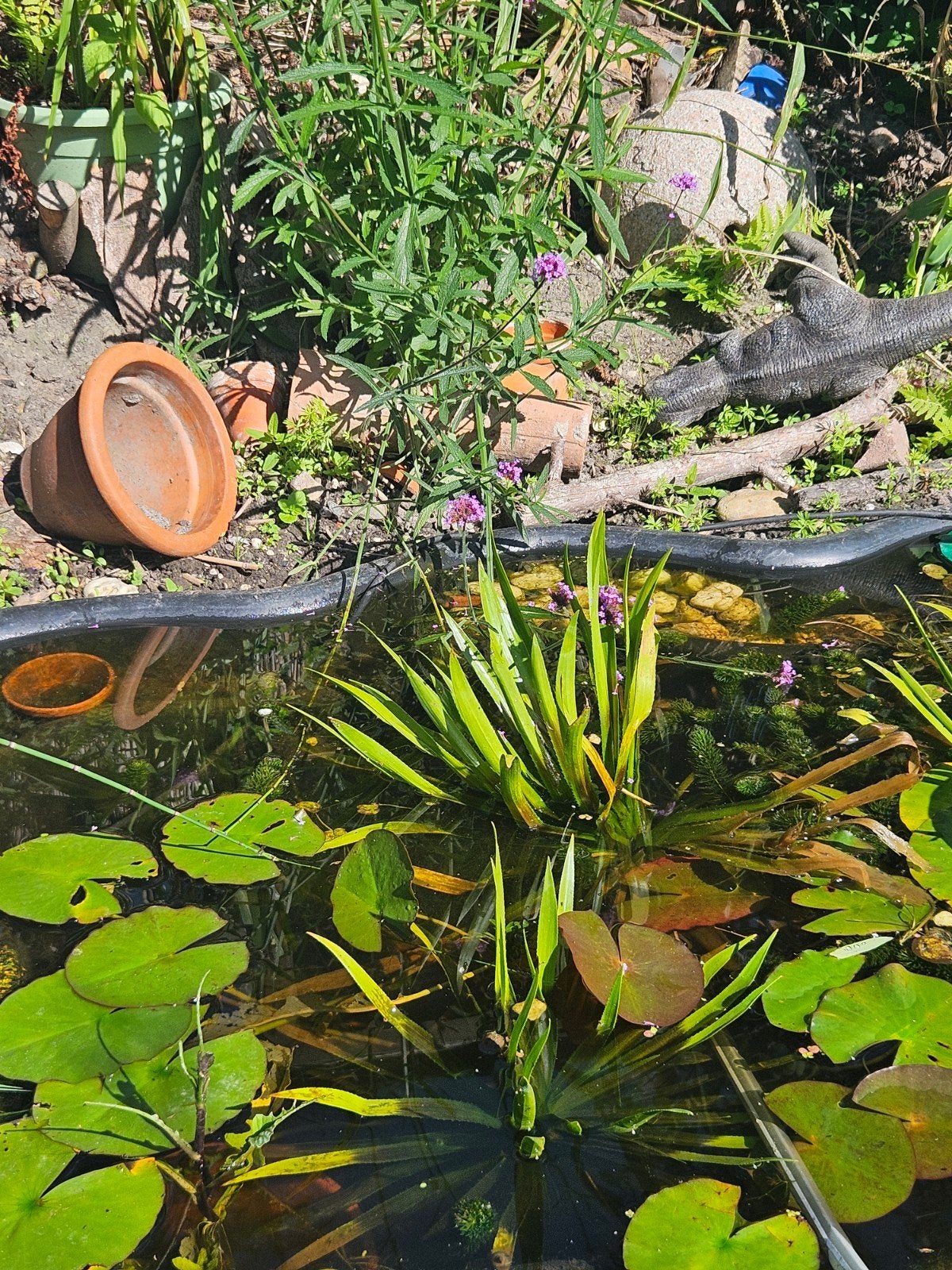 Krabbescheer - Waterplant voor vijver, Tuin en Terras, Ophalen, Gebruikt