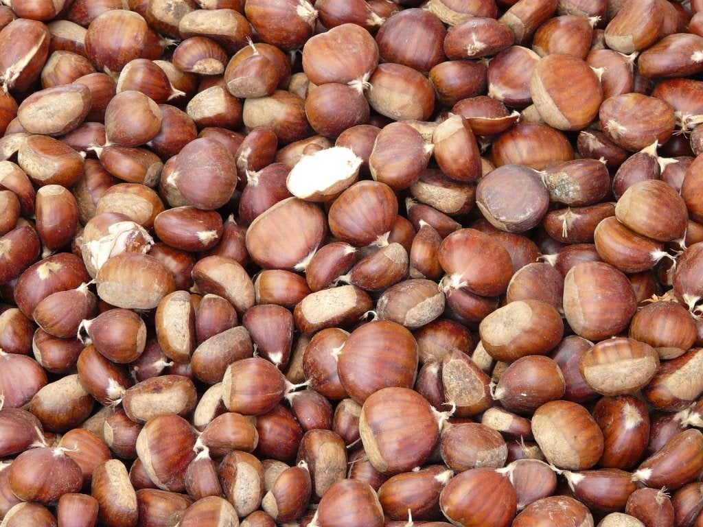 Partij 52 Tamme Kastanje Castanea sativa 100-175 cm, Lente, Overige soorten, In pot, Ophalen of Verzenden