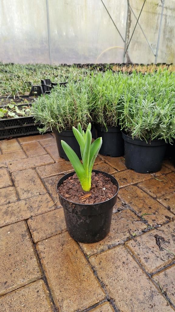 Allium Sensation Sierui - Prachtige Paarse Bloembol, Ophalen