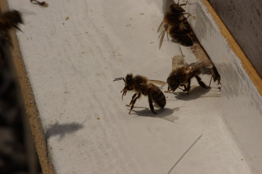 Basiscursus bijenhouden, Bijen