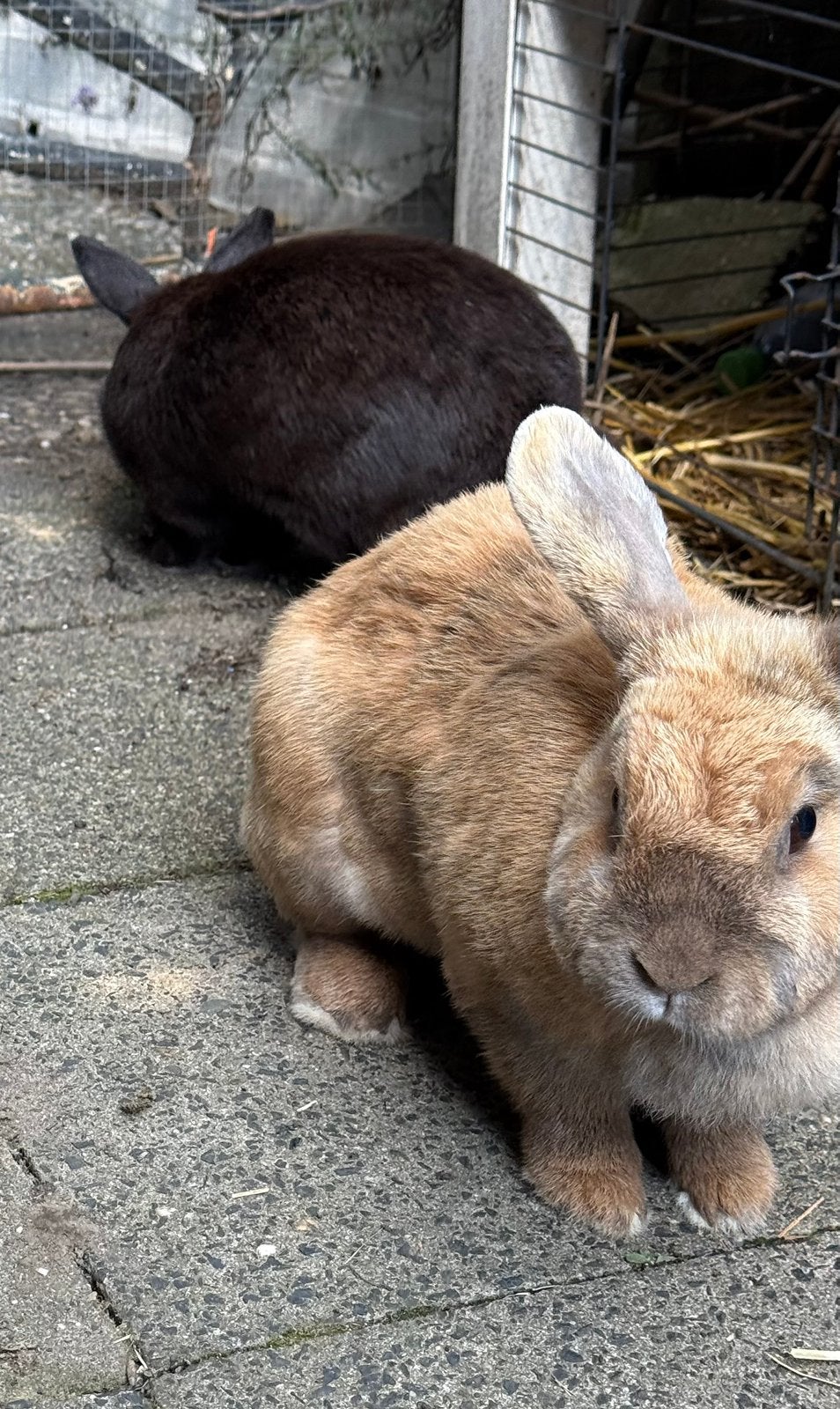 2 lieve dwergkonijnen te koop. Moeder en dochter!, Vrouwelijk