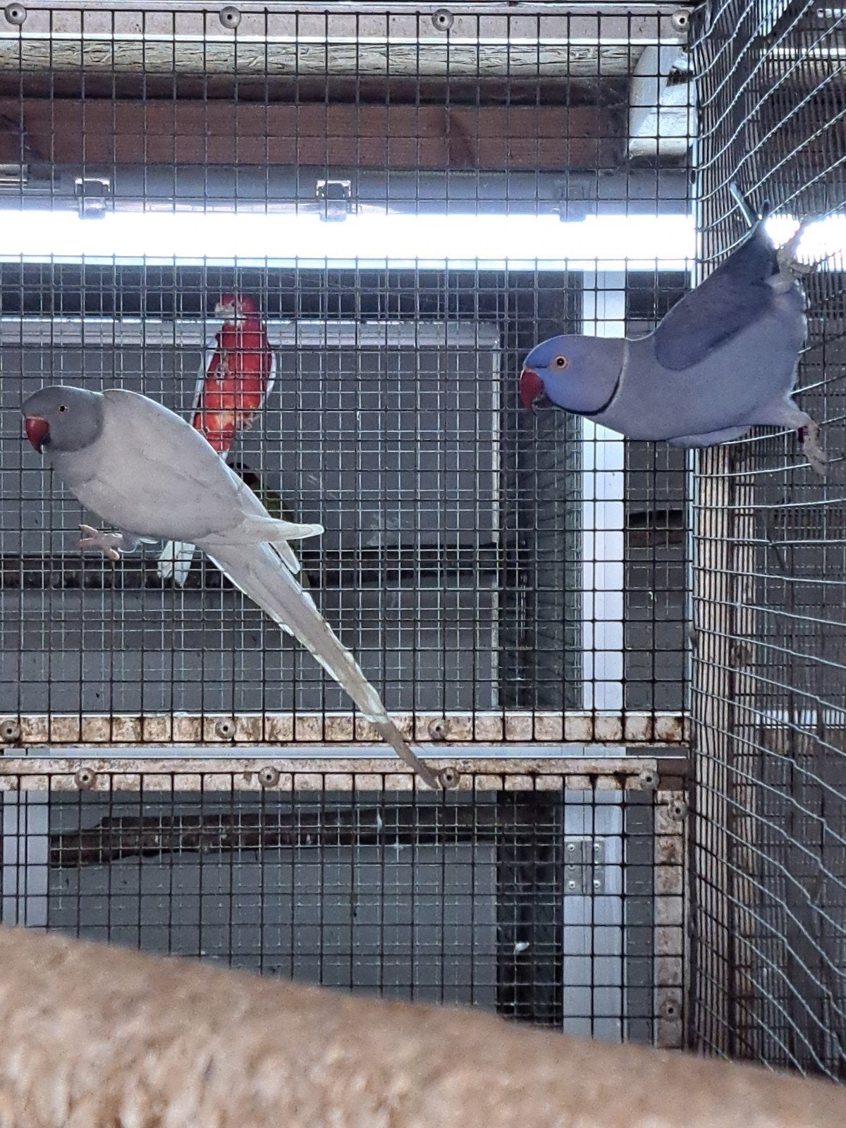 koppel halsbandparkieten, Dieren en Toebehoren, Vogels | Parkieten en Papegaaien, Meerdere dieren, Parkiet, Geringd