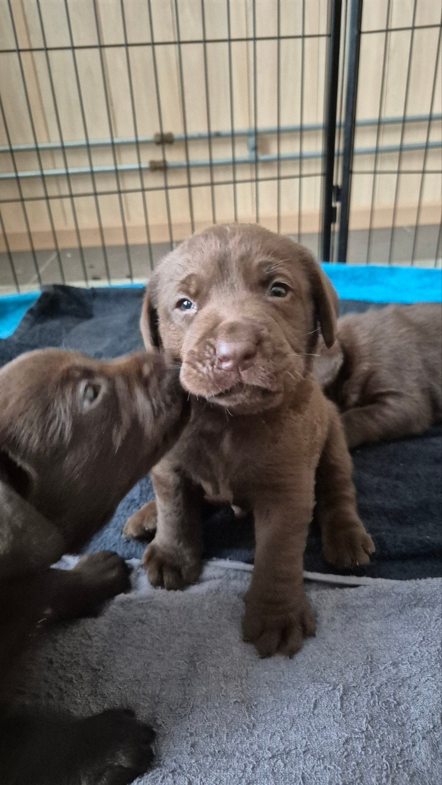 Bruine labrador pups, Dieren en Toebehoren, Honden | Retrievers, Spaniëls en Waterhonden, 8 tot 15 weken, Labrador retriever, Meerdere