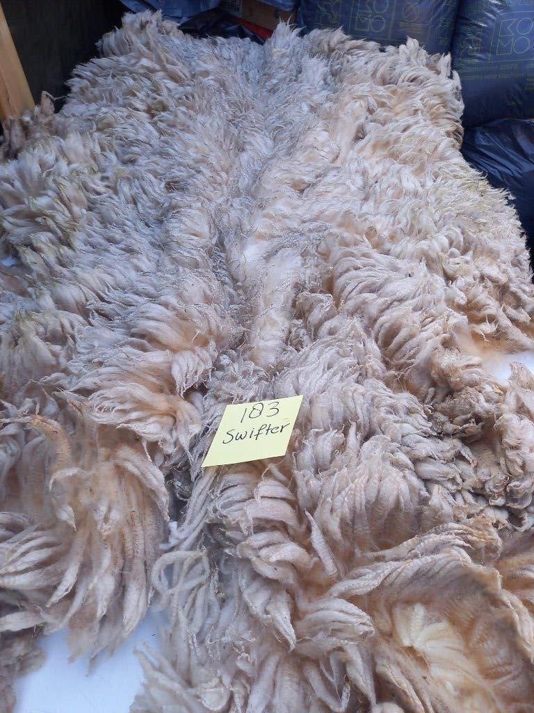 nr 183 Geschoren vacht van een Swifter schaap, Ophalen of Verzenden, Gebruikt