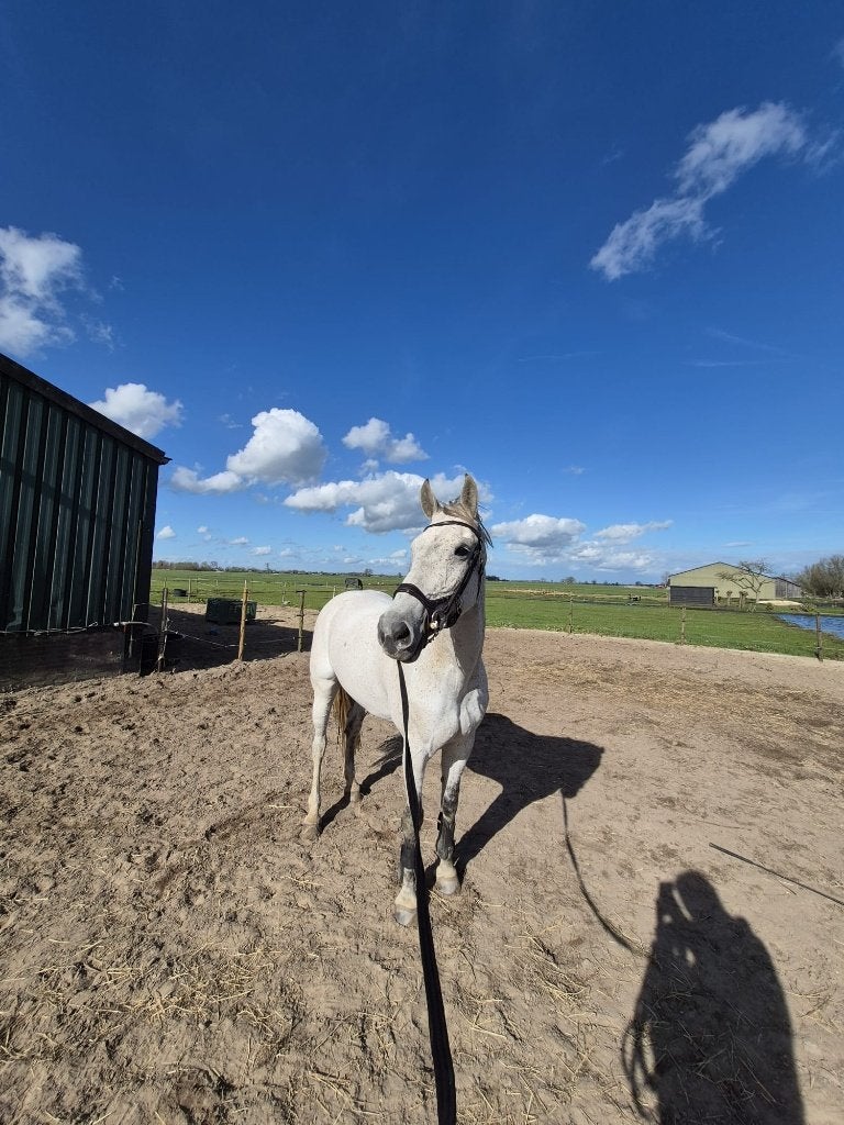 Brave getalenteerde schimmel merrie dressuur en springen, Dieren en Toebehoren, Paarden, Merrie, Springpaard, Minder dan 160 cm
