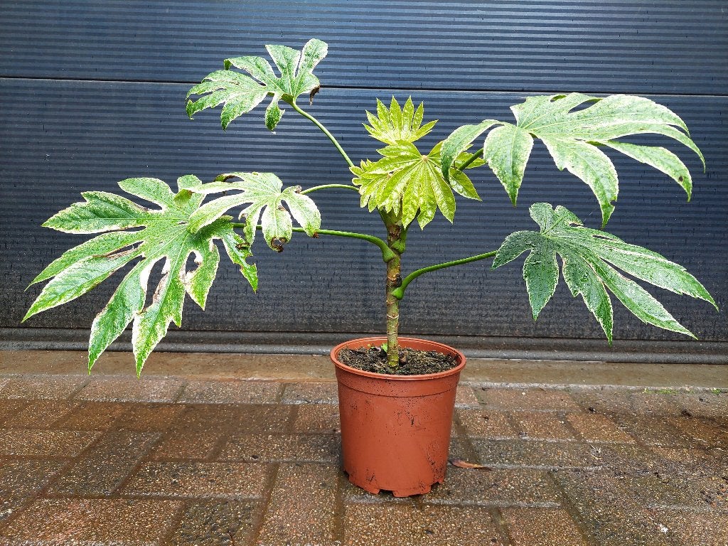 Fatsia Japonica 'Spiders Web' - Vingerplant H: 68 cm., Vaste plant, Halfschaduw, Herfst, Ophalen