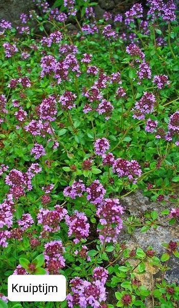 Kruiptijm Tijm, kruipphlox Phlox, muurpeper,geranium phaeum, Tuin en Terras, Ophalen, Vaste plant