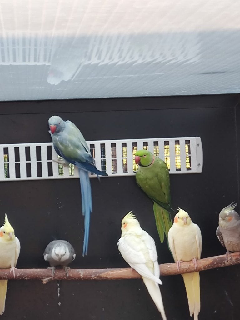 Mooi broedkoppel halsbandparkiet split witkopwitstaart, Meerdere dieren, Parkiet, Geringd