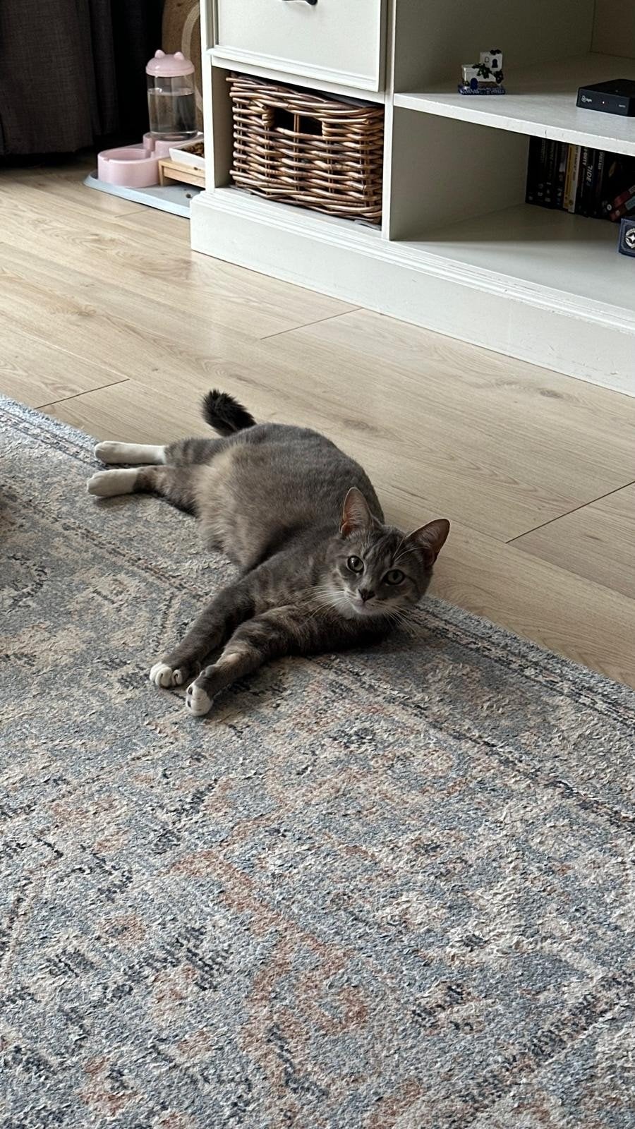 Lieve zwangere poes Galaxy zoekt een liefdevol thuis, Dieren en Toebehoren, Katten en Kittens | Overige Katten, Poes