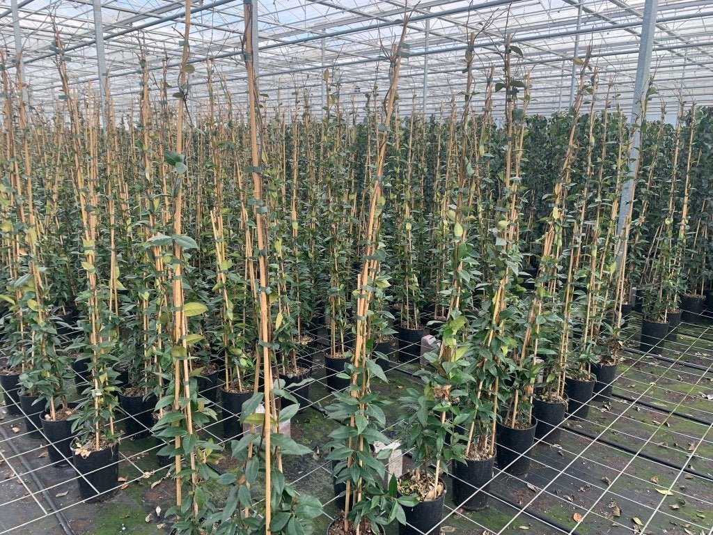 klimop Toscaanse jasmijn-Trachelospermum Jasminoides, Ophalen of Verzenden, Overige soorten, Haag, 100 tot 250 cm